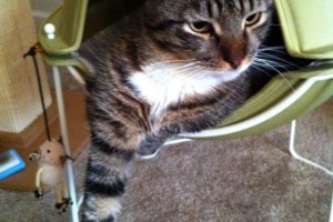 Cat in Hepper Pod Cat Bed Photo