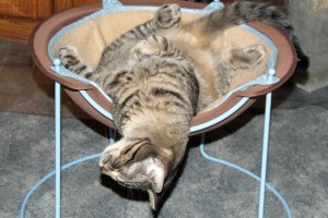 Cat in Hepper Pod Cat Bed Photo