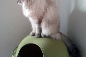 Cat in Hepper Pod Cat Bed Photo