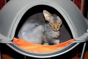 Cat in Hepper Pod Cat Bed Photo