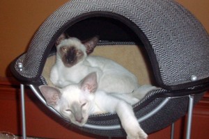 Cat in Hepper Pod Cat Bed Photo