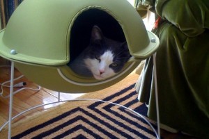 Cat in Hepper Pod Cat Bed Photo