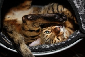 Cat in Hepper Pod Cat Bed Photo