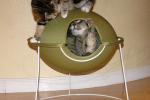 Cat in Hepper Pod Cat Bed Photo