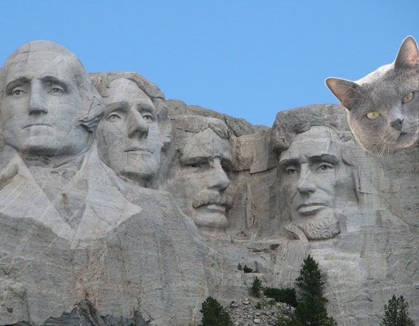 Mt Rushmore with cats