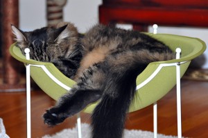Cat in Hepper Pod Cat Bed Photo