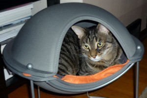 Cat in Hepper Pod Cat Bed Photo