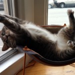 Cat stretching out