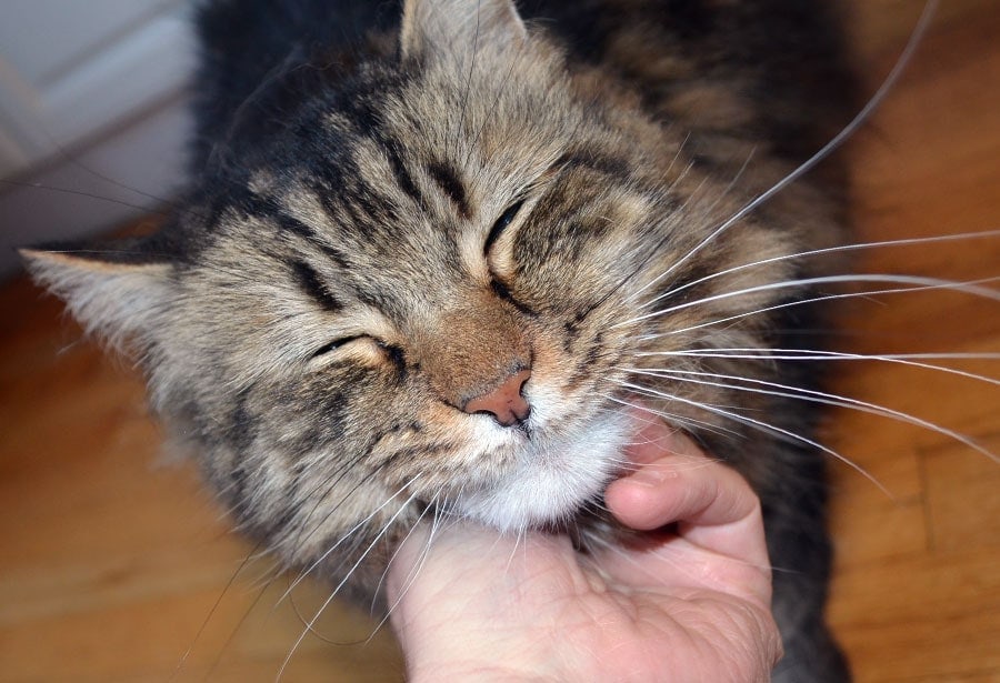 Hudson-chin-rub.jpg