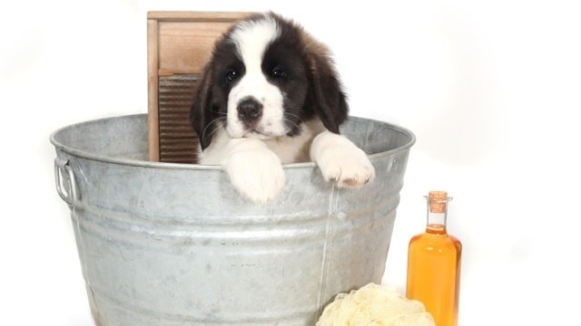 How to Get Rid of Fleas
