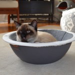 Get Cat Throw Up Off Floor Easy Get Cat Throw Up Off Floor Easy