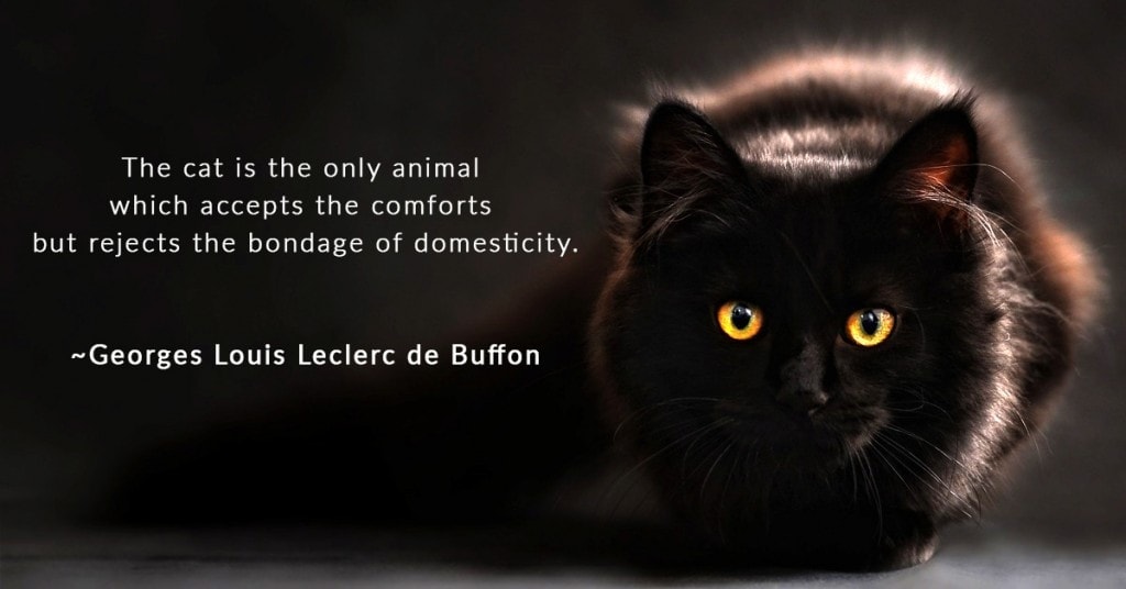 Black Cats Mailing List Spam Black Cats Mailing List Spam