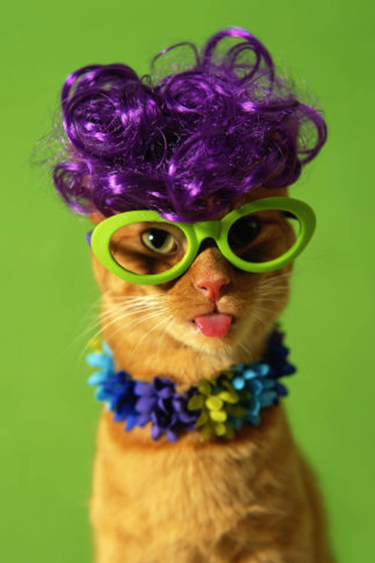 Crazy Cat Lady Cat Hepper