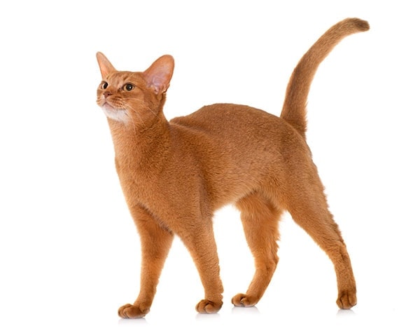 How To Choose A Cat Brush Hepper