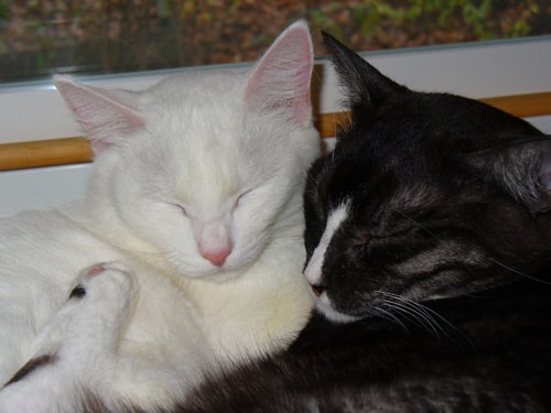 Safe Plants For Cats Free To Giveawy Safe Plants For Cats Free To Giveawy