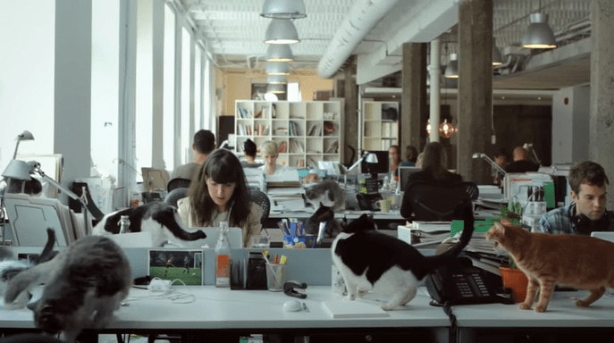 Mèo trong văn phòng
