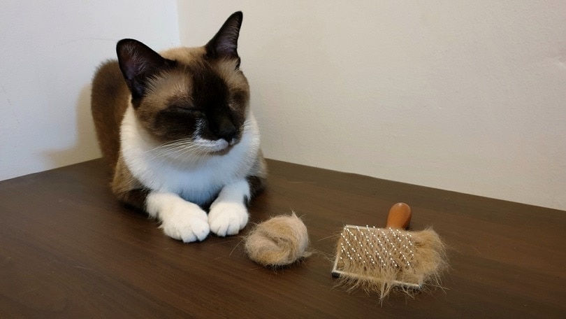 young cat sitting on wooden table with hairball