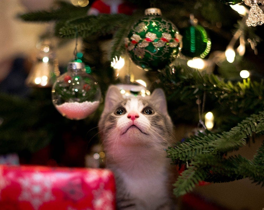 Weihnachtsbaum katzensicher machen: Die 5 besten Tipps