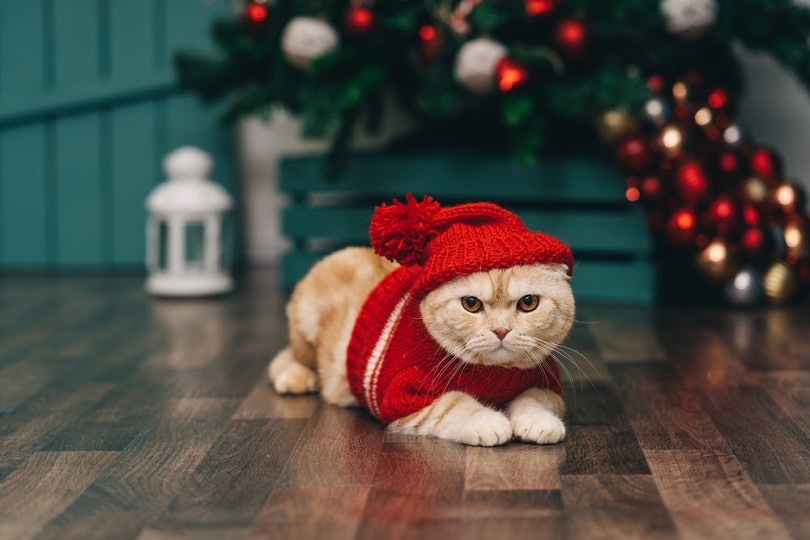 orange cat in christmas sweater