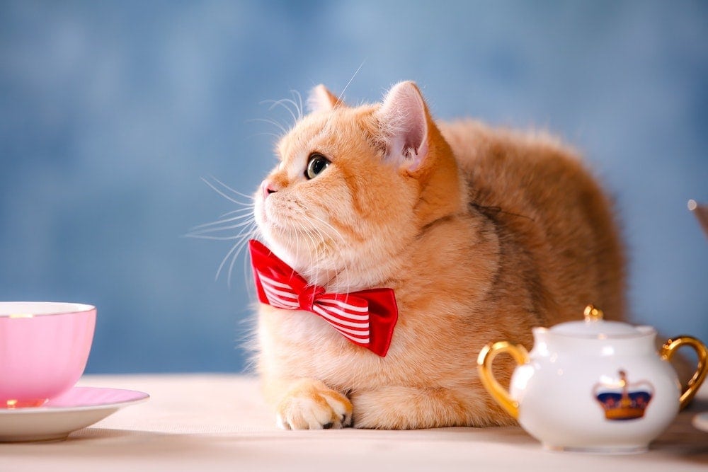 neckties for cats