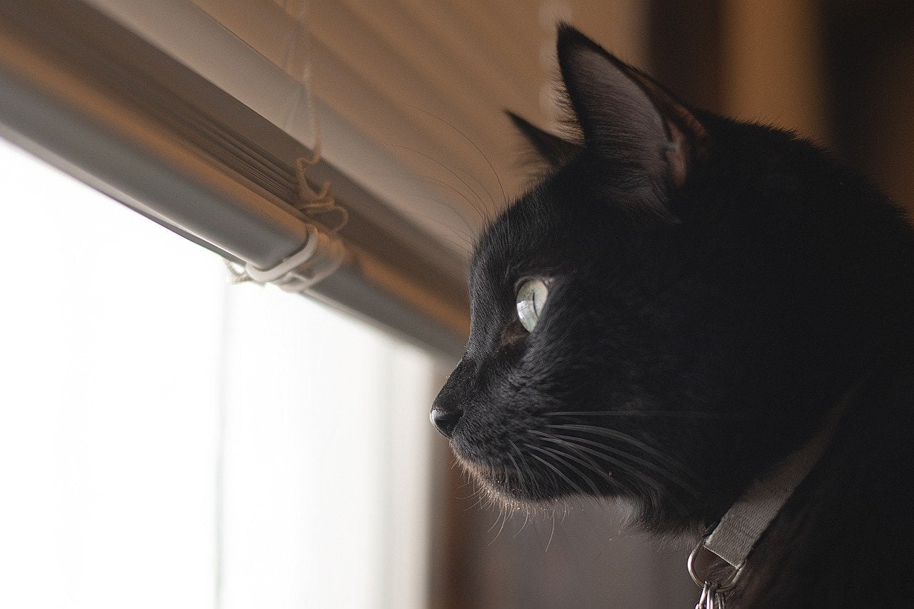 black cat looking out window