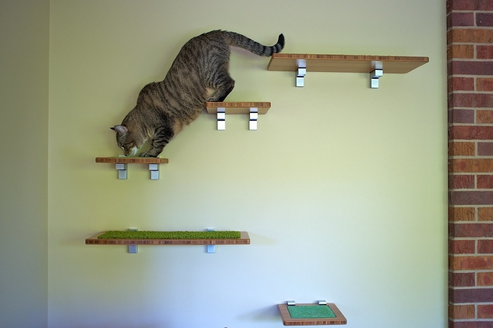 Cat on floating shelves