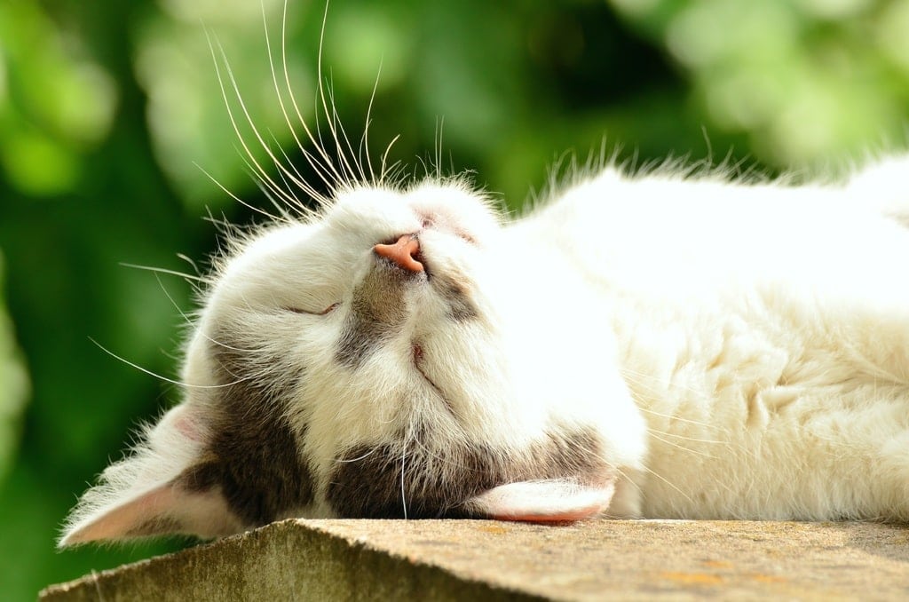 cat sleeping outside cat sleeping outside