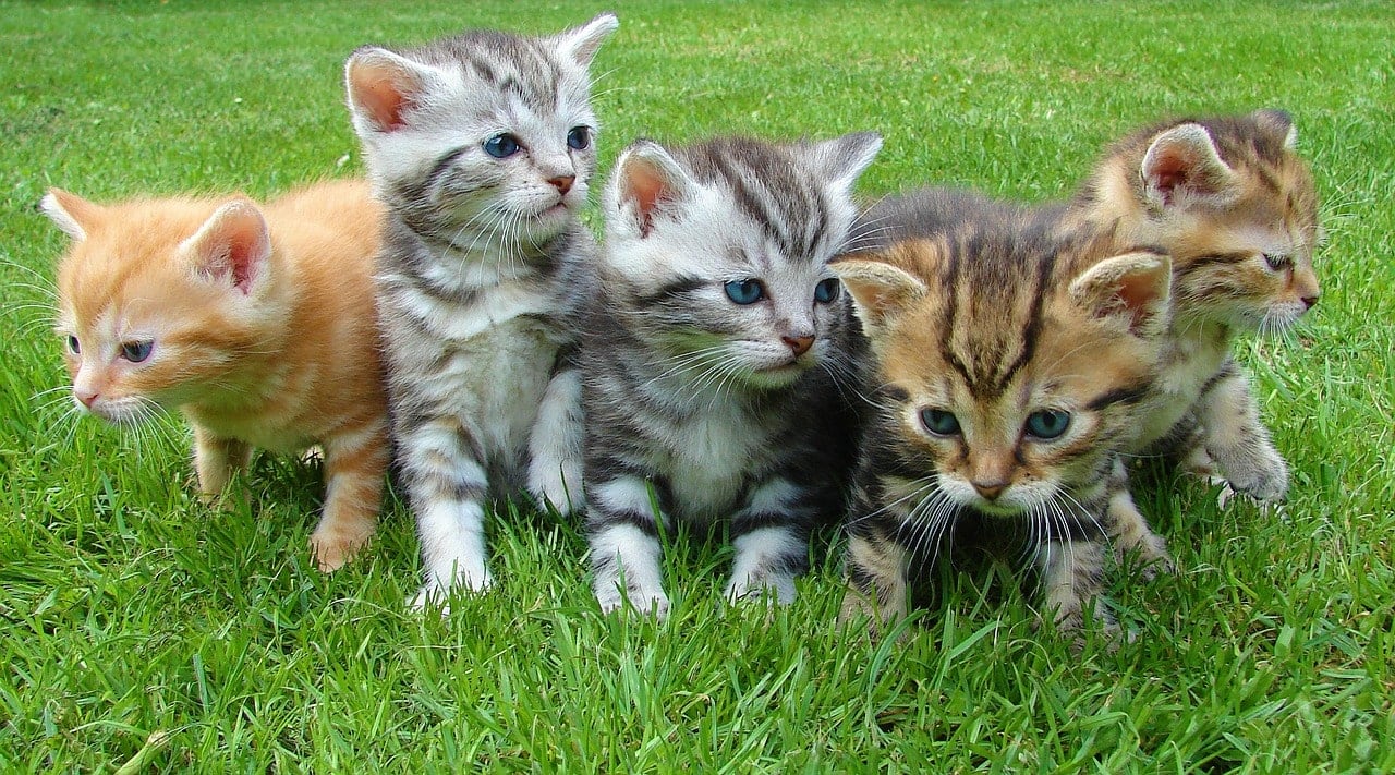 assorted colors of kittens in grass