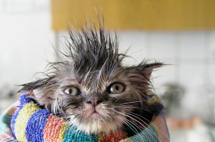 annoyed wet cat