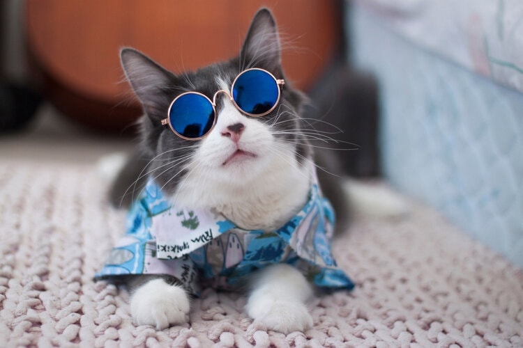 cool looking cat in sunglasses