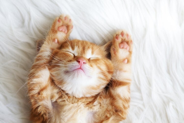lindo gato jengibre con patas arriba