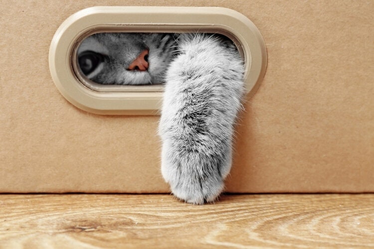 lindo gato en caja de cartón