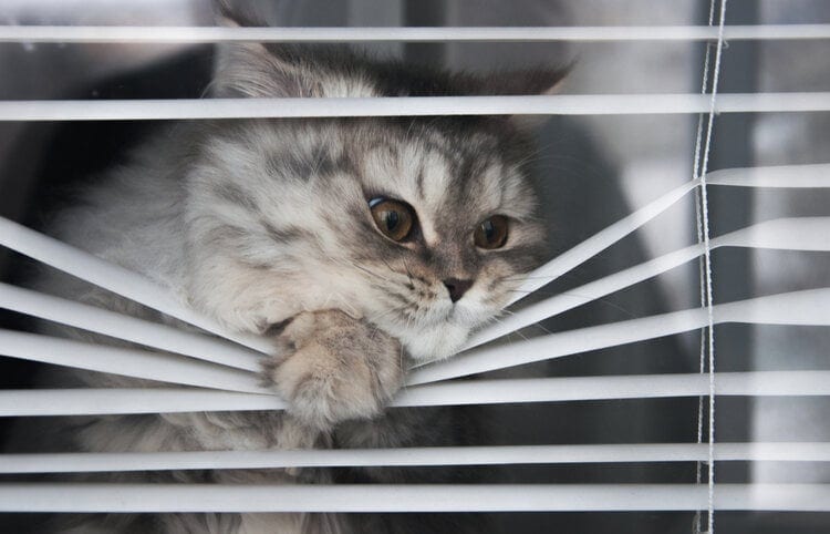 funny cat peaking through blinds