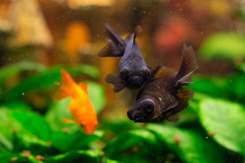 a couple of Black moor goldfish in a tank