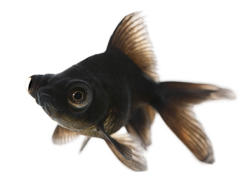 Black moor goldfish on white background