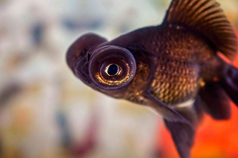 Black Moor Goldfish up close