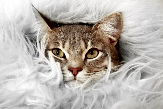 mèo dễ thương trong chăn lông