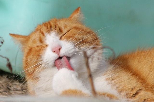 Cat licking hotsell walls and furniture