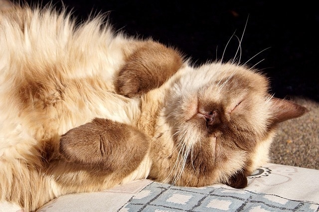 cat sleeping in sun