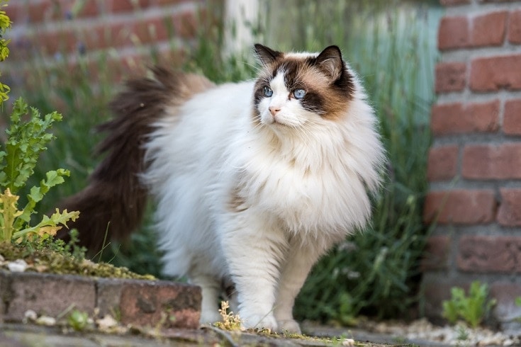 How Much Does a Ragdoll Cat Cost? (2022 Price Guide)