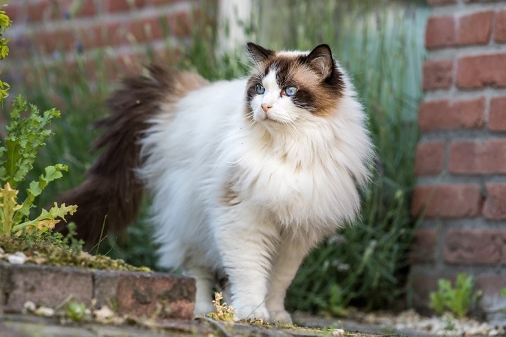 Long Hair Ragdoll Cats: The Ultimate Guide to This Fluffy Feline - wide 1