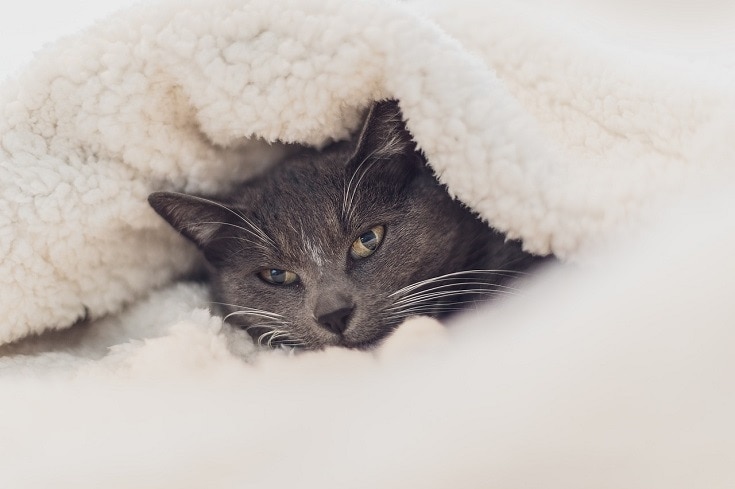 furry cat in blanket