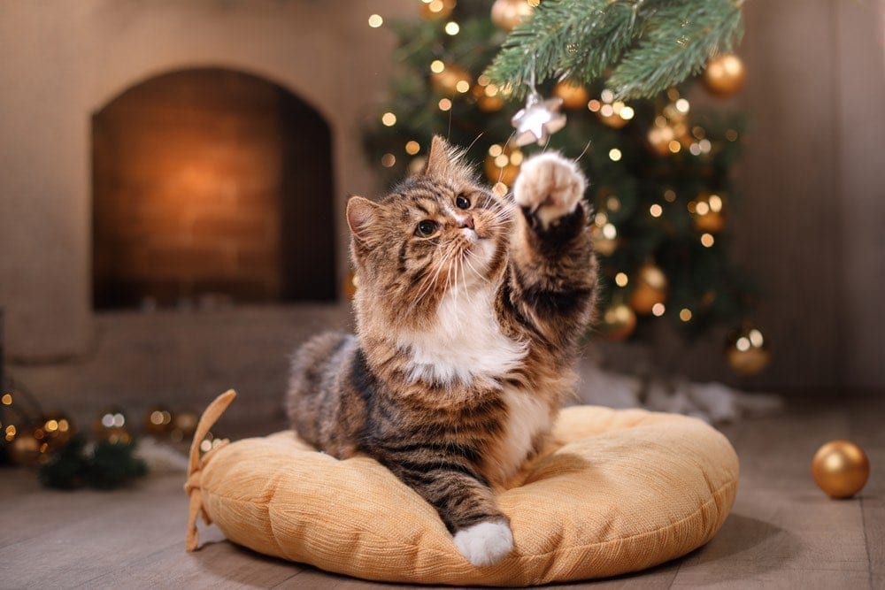 Happy cat tabby christmas playing on pillow