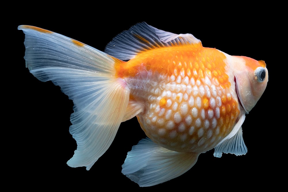 goldfish with dropsy