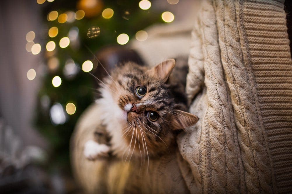 mèo mướp chơi bên cây thông noel và đèn