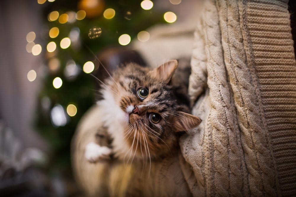 tabby cat plays by christmas tree and lights