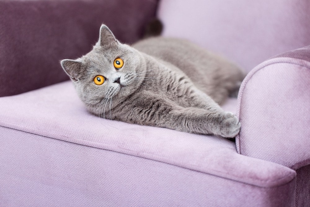 Scottish shorthair laying on couch