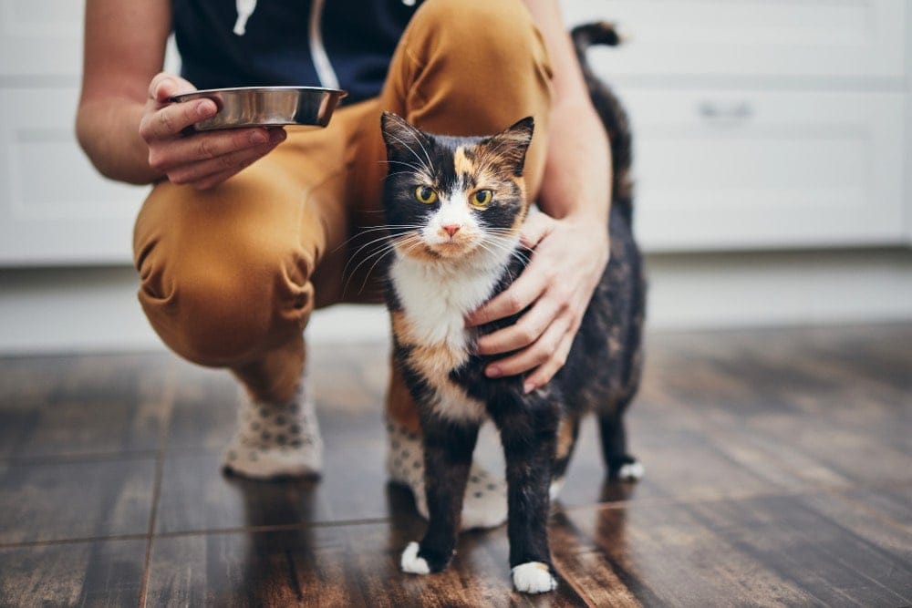 black and orange cat with man and bowl pet sitter