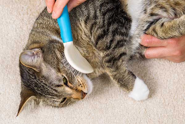 brushing cats fur