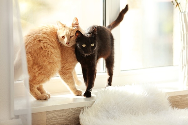hai con mèo rúc vào cửa sổ